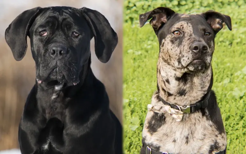 Cane Corso Catahoula Mix: Info, Afbeeldingen, Feiten & Eigenschappen