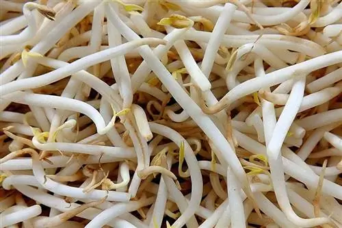 Maaari bang Kumain ang Pusa ng Bean Sprout? Anong kailangan mong malaman