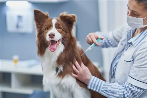 boarder collie-hund blir vaksinert