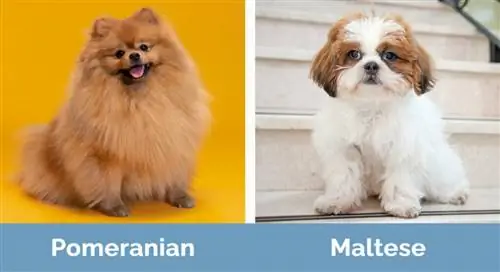 Pomeranian vs M alta - Görsel Farklılıklar