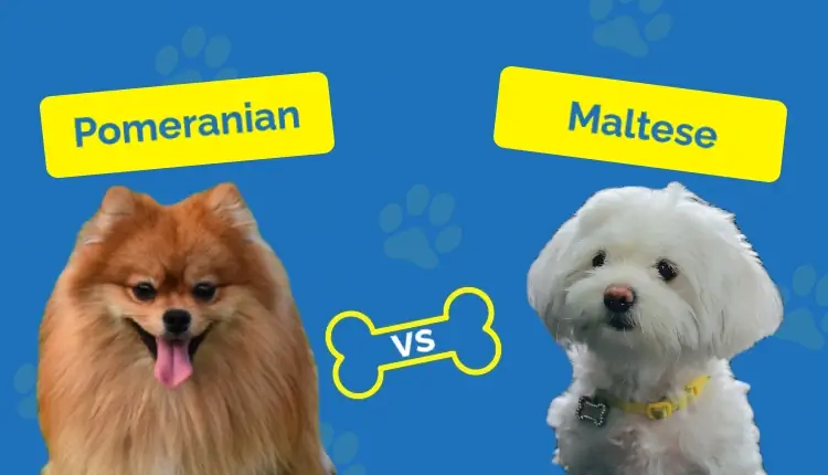 Pomeranian vs. M altese: The Differences (With Pictures)