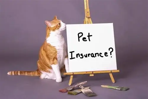 Կարմիր թիթեռնիկ Photo_shutterstock_Cat Insurance