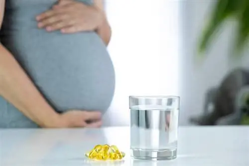 El gos va menjar una vitamina prenatal? Aquí teniu el que cal fer (resposta del veterinari)