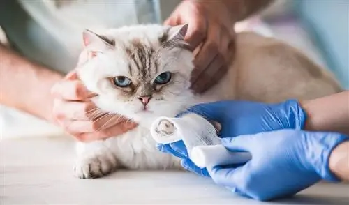 veterinario envolviendo la pata lesionada del gato con una venda