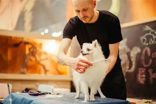 hombre acicalando a un pomerania blanco