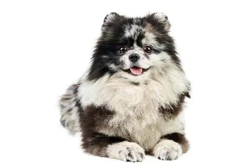 Pomeranian Grooming: 10 experttips & Knep för enkelt underhåll