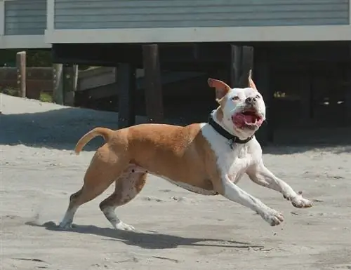 Câine de plajă pitbull