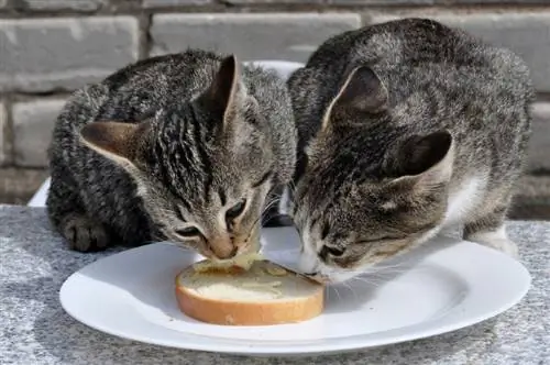 twee katte wat brood eet