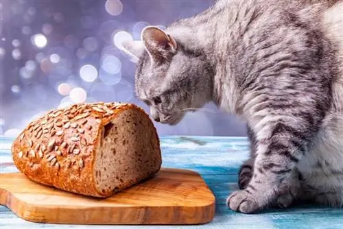 Perché ai gatti piace così tanto il pane? 5 probabili motivi