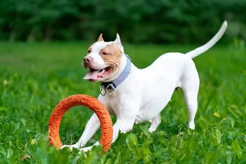 Quanto sono intelligenti i pitbull? Storia, formazione & Domande frequenti sull'intelligence