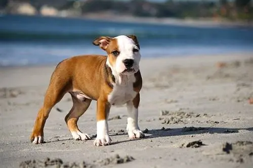 Chiot Pitbull beige et blanc