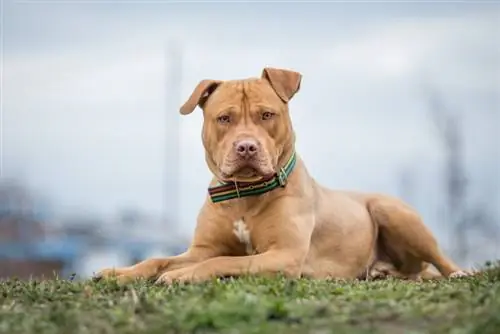 Pitbull portant un collier de chien