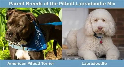 Pitbull Labradoodle қоспасының ата-аналық тұқымдары