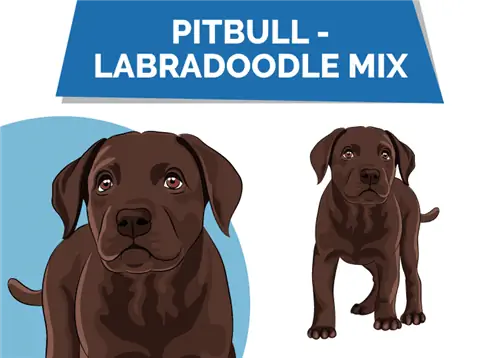 Pitbull Labradoodle Mix: Slike, Vodič za njegu, Temperament & Osobine