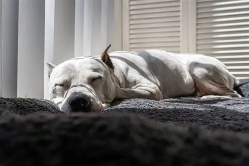 pitbull blanco durmiendo en la cama