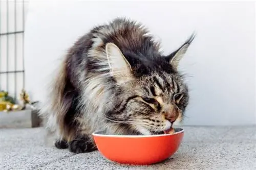 Maine Coon de pelo longo cinza malhado comendo