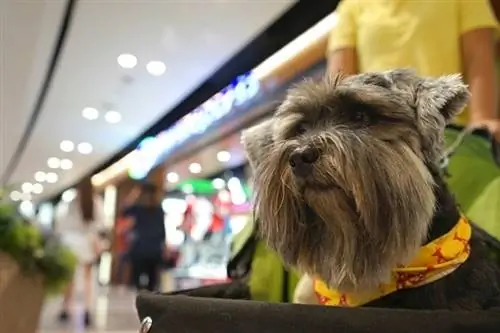 cane nel centro commerciale