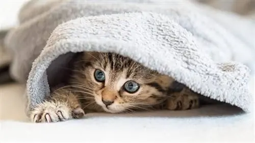 gatinho brincando debaixo de um cobertor