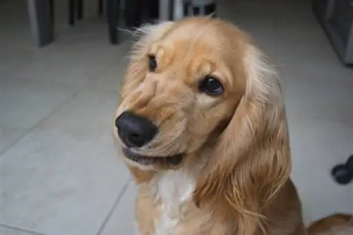 Ууртай Cocker Spaniel