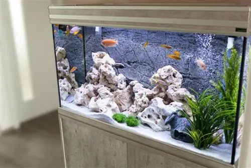 Warum riecht mein Aquarium? 7 häufige Gründe erklärt