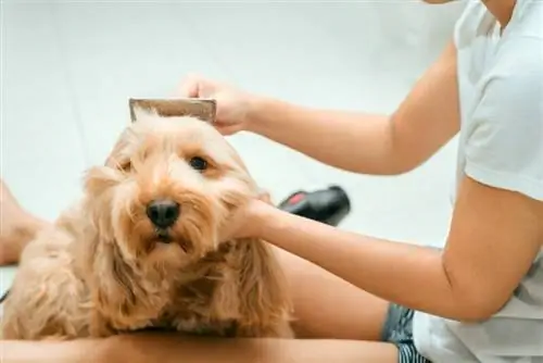 Asiatiese vrou-eienaar versorg haardroër om Cockapoo-hondehare in die huis te droog