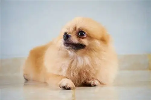 Bakit Nanginginig ang Aking Pomeranian? 10 Naaprubahang Dahilan ng Vet