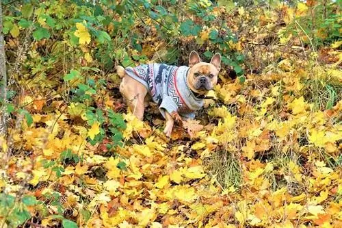 bulldog Perancis memakai baju sejuk di dalam hutan