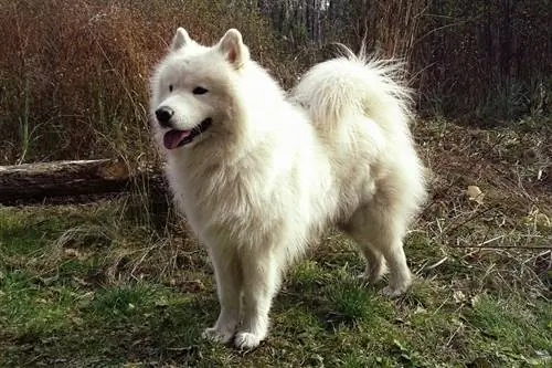 American Eskimo Dog