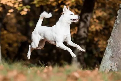 Canaan hund i parken_Aneta Jungerova_shutterstock