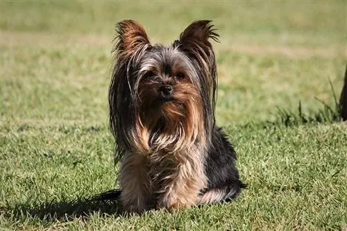 8 Perlengkapan dan Produk Penting Yorkshire Terrier