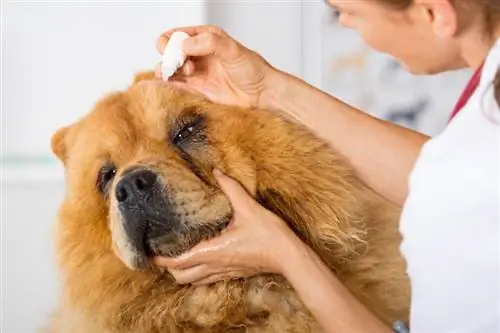 veterinär som behandlar chow chow hundens öga