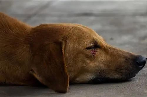 hund med sår i ögat