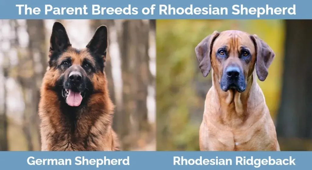 Rhodesian Shepherd'ın ebeveyn ırkları