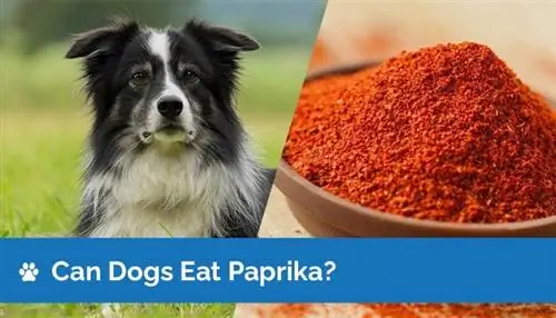 Je, Mbwa Wanaweza Kula Paprika? Unachohitaji Kujua