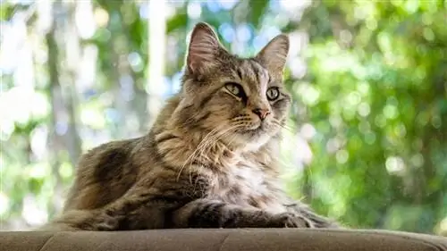 American Longhair Cat: Info, Pictures, Characteristics & Fakta