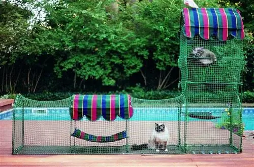 två katter i en catio vid poolen