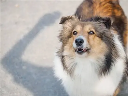 Retrato de un lindo perro pastor de shetland mirando hacia arriba y ladrando