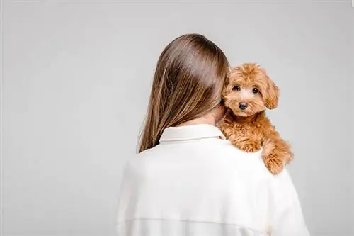 Kan M altipoos lide at blive holdt? Sådan behandler du din hund