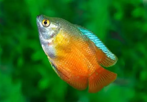 Nana-Flama-Gourami_Steve-Bower_shutterstock