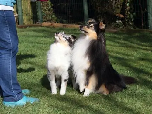 pagsasanay sa shetland sheepdog