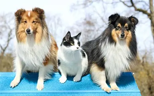 Shetland Sheepdogs (Shelties) เข้ากับแมวได้ไหม? ข้อเท็จจริงเกี่ยวกับสายพันธุ์ & คำถามที่พบบ่อย