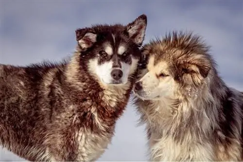 perro oliendo a un perro