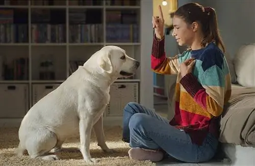 La joven propietaria está entrenando y enseñando órdenes a su encantador perro labrador retriever