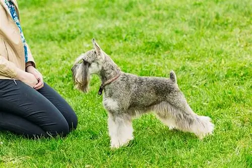 người phụ nữ huấn luyện một chiếc schnauzer thu nhỏ