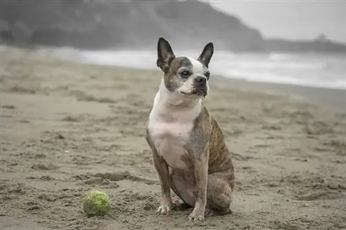 Boston Terrier mayor en la playa