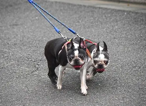 Wanneer kalmeer Boston Terriers? Rasfeite & Gereelde vrae