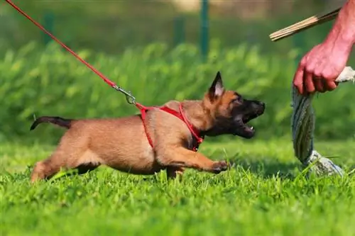 Valp belgisk malinois på hundträning