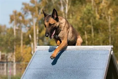 sable amb màscara negra treballant gos malinois belga fent agilitat