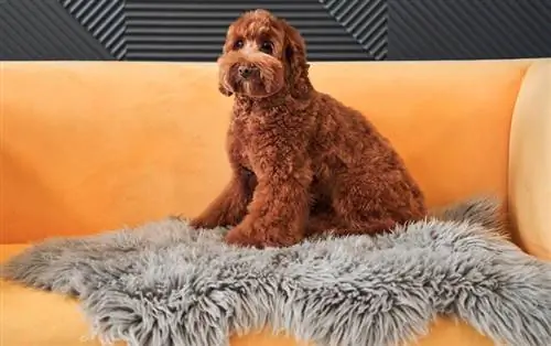 abrikosų labradoodle šuo sėdi ant sofos