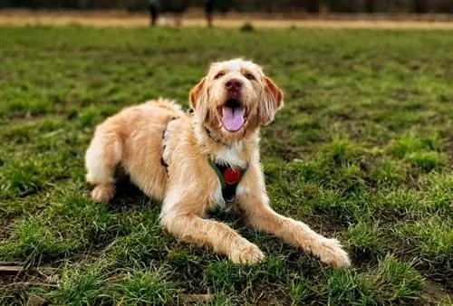 F1 labradoodle ant žolės